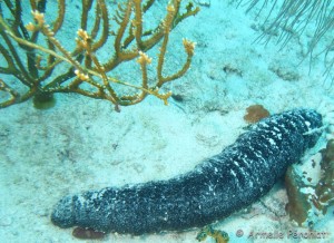 Malendure - îlet Pigeon    